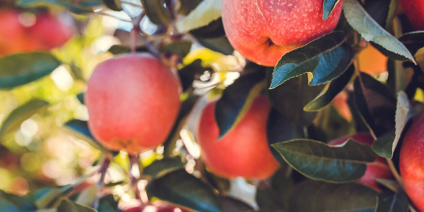 Apple Trees in Victor, NY