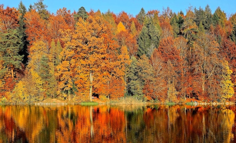 fall-orange-and-red-tree-over-calm-lake-rochester-new-york