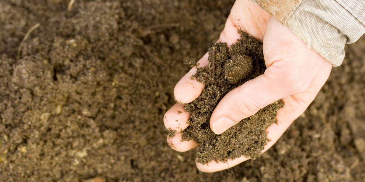 Close Up of Hand Holding Soil Testing for Quality