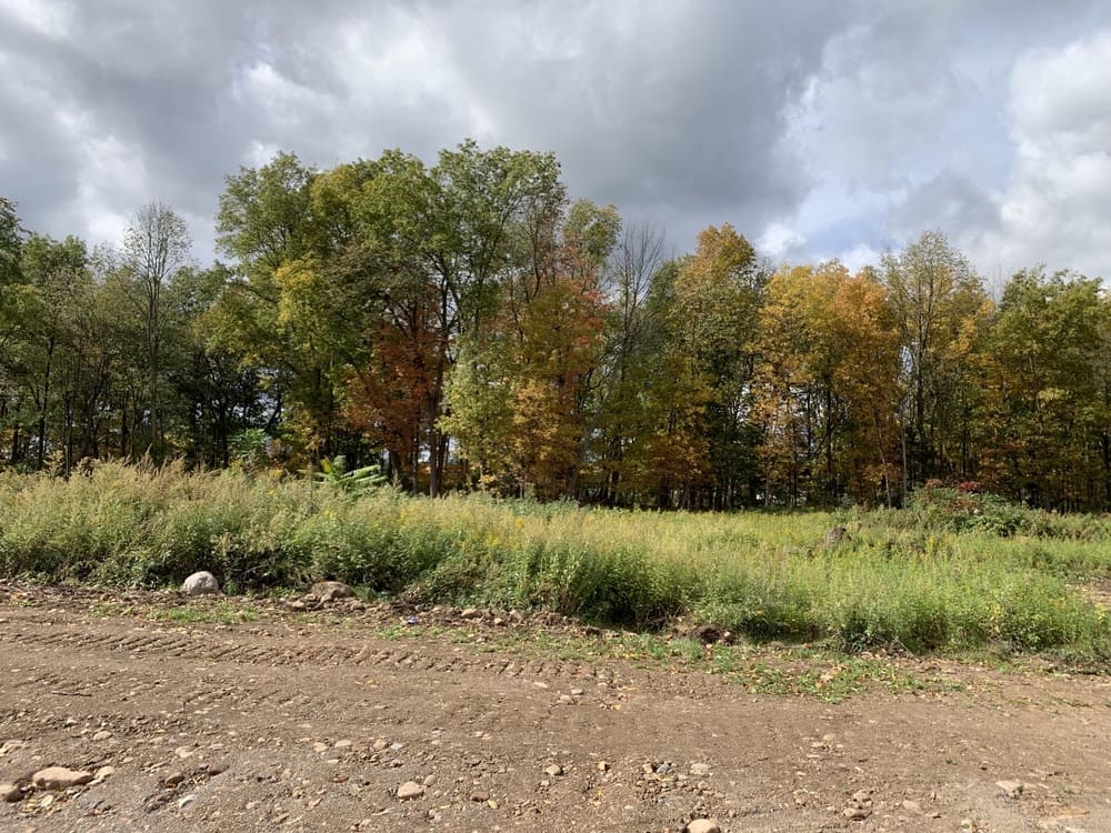 Trees in Drumlin Drive custom home community in Macedon, NY 