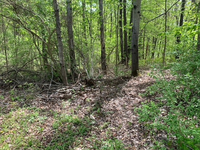 forest-off-of-gravel-road-between-trees-ontario-center-rd-walworth-new-york