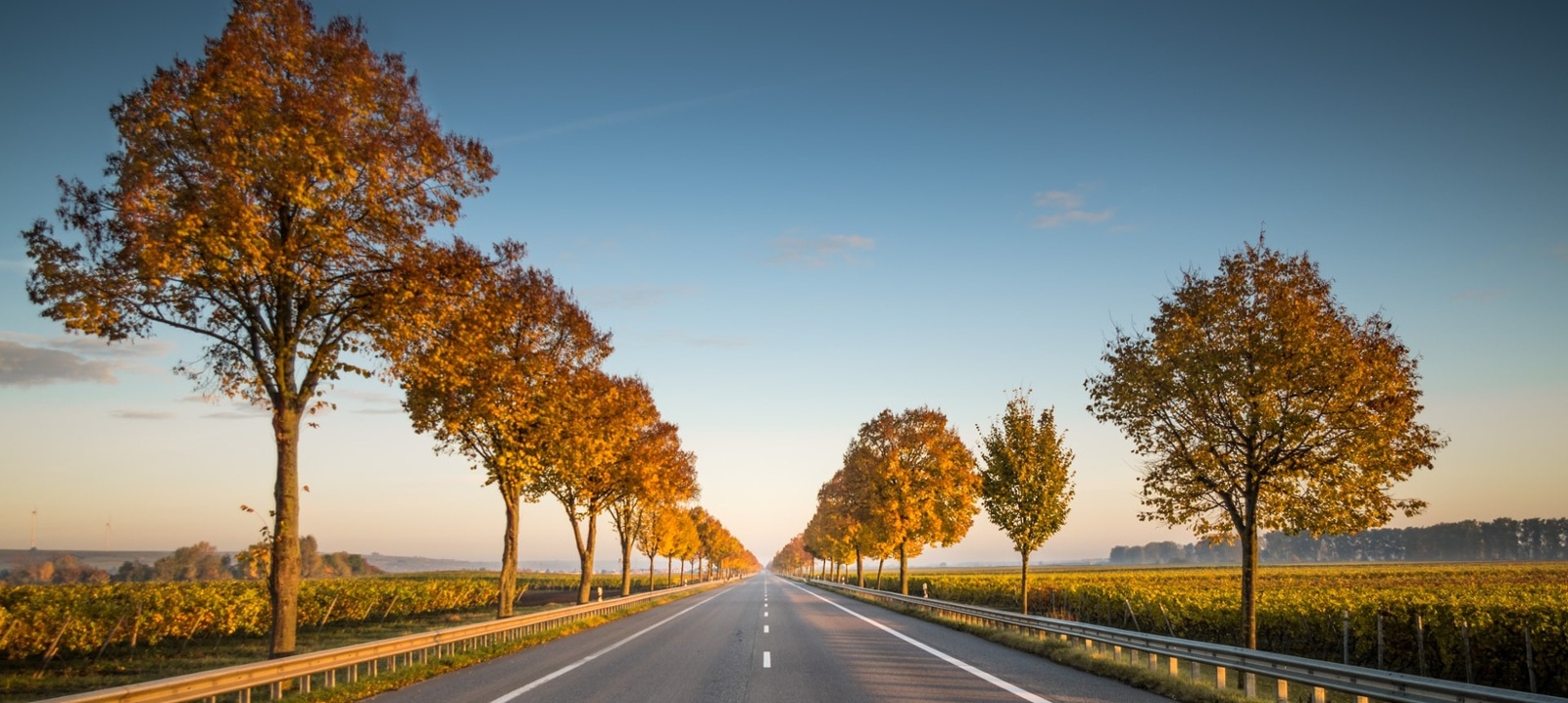 long empty road with trees and farm on the side-1